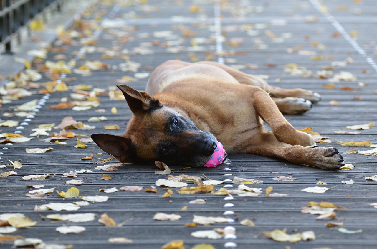 Exploring the Playful Nature of the Belgian Malinois